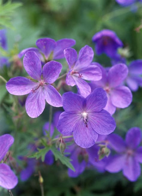 6 Varieties of Hardy (Cranesbill) Geraniums | Hardy geranium ...