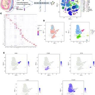 Single Cell RNA Sequencing Analysis Identifies Maternal Fetal Interface