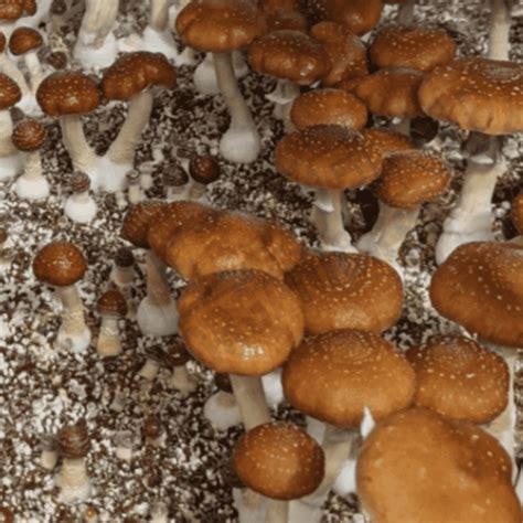 Mushroom Spores Fullsend Organic