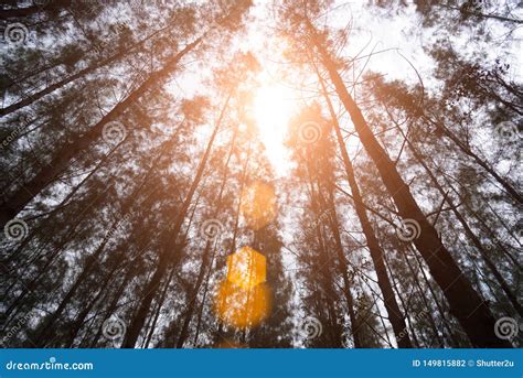 Bosque De Pino Con La Llamarada De La Luz Del Sol Bosque Verde Bajo