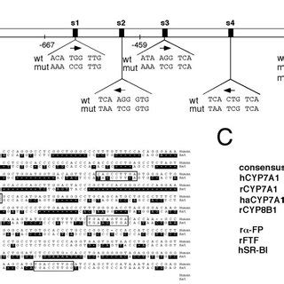 Identification Of LRH 1 Binding Sites In The CEL Gene Promoter A