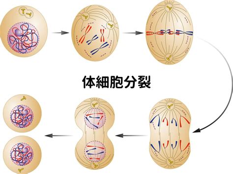 体細胞分裂について超絶わかりやすく解説！ サルでもわかる生物学 生物学日誌