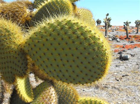 Prickly Pear Cactus Galapagos Conservation Trust