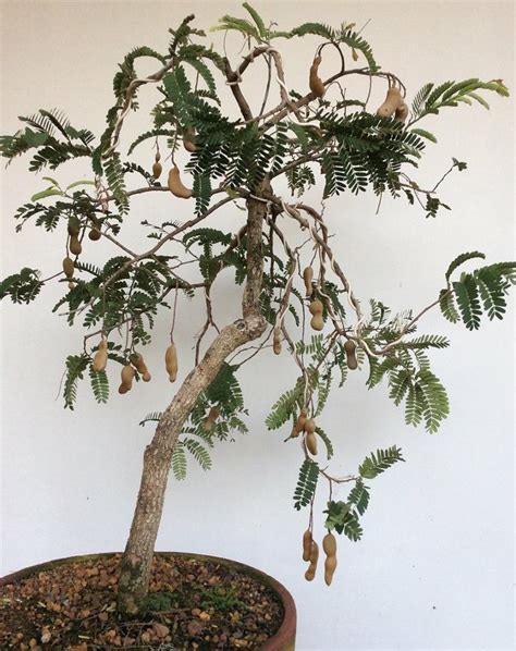 Bonsai Tamarind Tamarindus Indica 8 Seeds