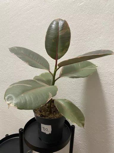 ficus Belize D2 | Aukce rostlin