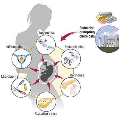 Endocrine Disrupting Chemicals And Pregnancy Endocrine Society