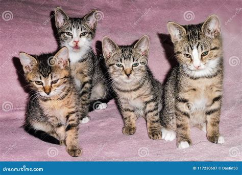 Home Portrait Of Four Kittens Stock Image Image Of Sleeping Home