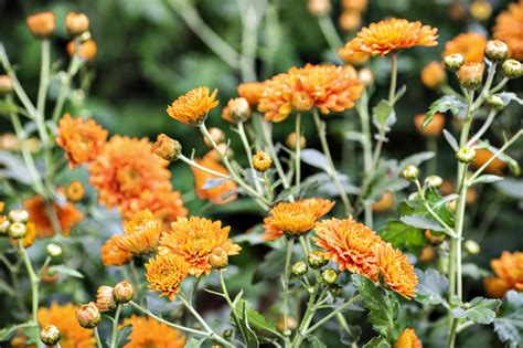 4 vivaces à planter pour un automne fleuri Détente Jardin