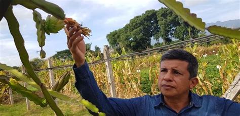 Impulsarán cultivo de pitahaya en el corredor seco