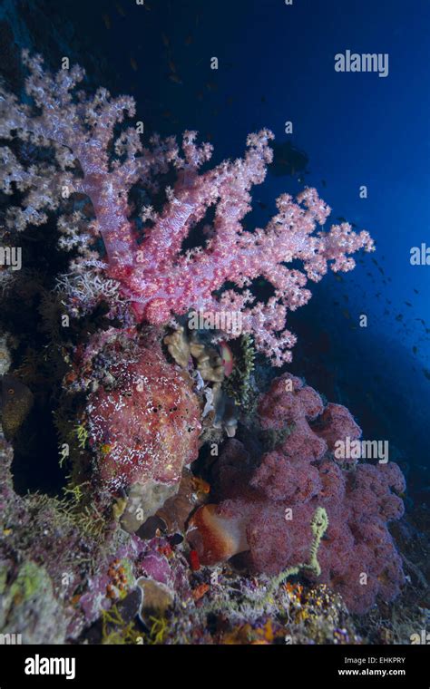 Gorgonian Soft Corals Maldives Stock Photo Alamy