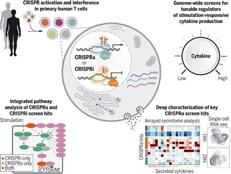 Crispr Cas9基因编辑技术及系统三个阶段介绍生物器材网