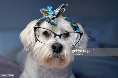 63 Shih Tzu Bow Stock Photos High Res Pictures And Images Getty Images