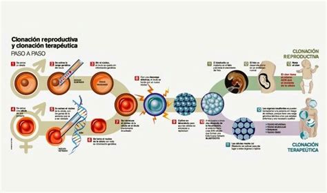 Más Sobre Las Diferencias Entre La Clonación Terapéutica Y La Clonación Reproductiva Ingenieria