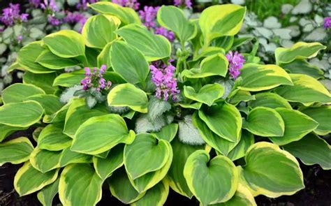 Small Hostas: Compact and Colorful Garden Wonders