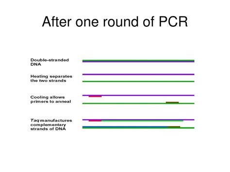 Ppt Genetics And Recombinant Dna Powerpoint Presentation Free Download Id 3892572