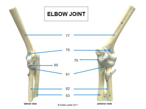 Elbow Joint Diagram Quizlet