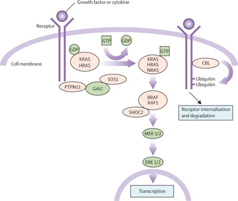 Noonan Syndrome Diagram