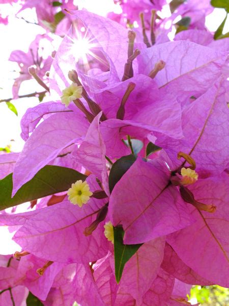 Bougainvillea Singapore Pink Prince Propagation