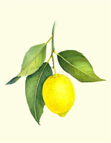 Illustration About Fresh Juicy Lemon Branch Of Yellow Citrus Fruit With Green Leaves Hand