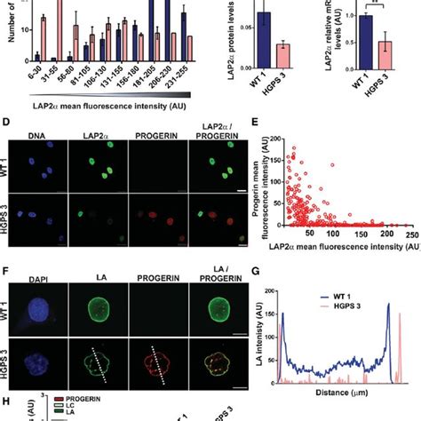 Lap2 α Down Regulation And Decrease In Nucleoplasmic A Type Lamins