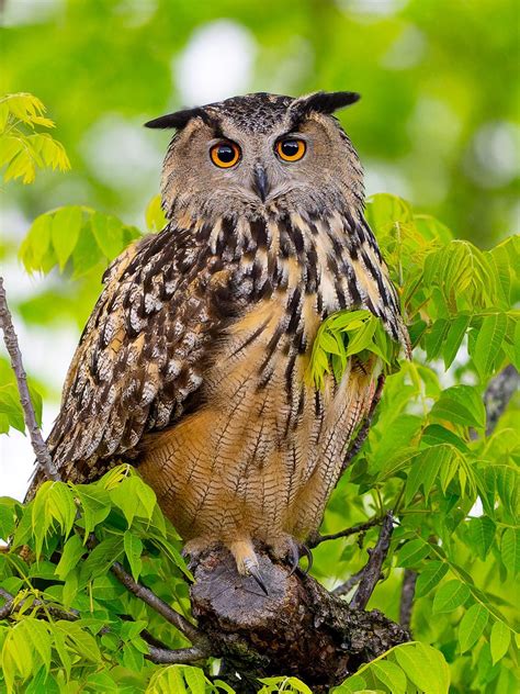 David Lei On Twitter Flaco The Central Park Eurasian Eagle Owl In