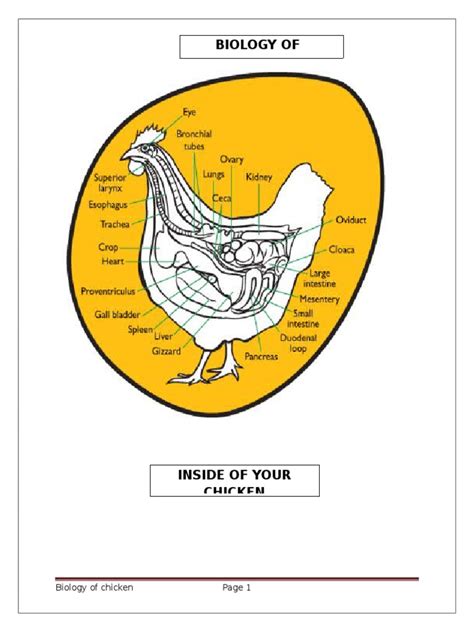 Chicken Anatomy and Physiology | PDF | Circulatory System | Lung