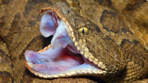 Man bitten by severed rattlesnake head nearly died in Texas