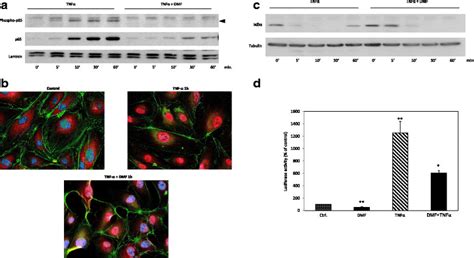 Analysis Of Tnf α Induced P65 Nuclear Entry Phosphorylation Ser 536