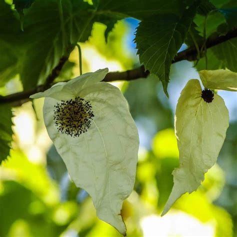 Handkerchief Tree A Tree With A Fabulous Appearance When Blooming