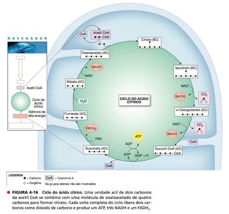 Ciclo Do ácido Cítrico