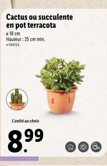 Promo Cactus Ou Succulente En Pot Terracota Chez Lidl Icatalogue Fr