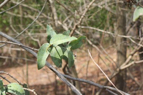 Sandalwoods Mistletoes And Allies From Durack Northern Territory