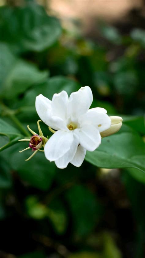 Jasmine flower photo by FJ. Bunga melati putih | Bunga putih, Bunga, Gambar