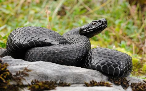 Download Snake Asp Viper Animal Viper Hd Wallpaper By Matteo Photos