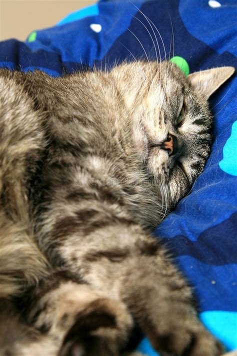 Sleeping grey cat. stock image. Image of colored, curled - 7221359