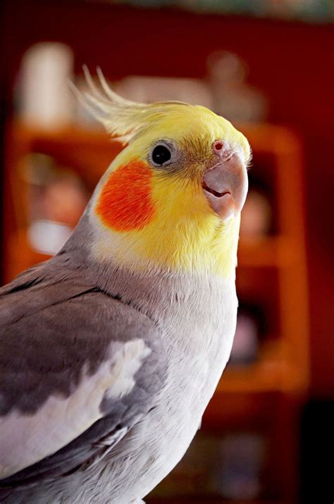 Cockatiel Птички Красивые птицы Фотографии животных