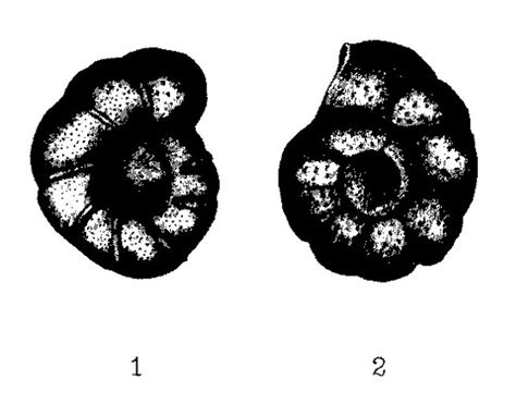 Anomalinoides Aragonensis Unknown None Eocene Paleogene Foraminifera