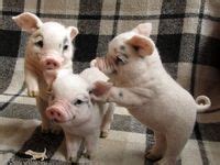 Niedliche Schweine Ideen Niedlich S E Baby Tiere Tierbabys