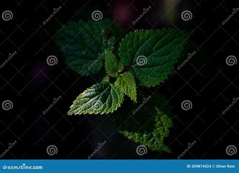 Bush Of Stinging Common Nettles Isolated On White Background Top View