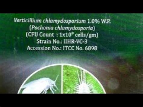 Verticillium Chlamydosporium Wp Ke Use Agriculture Javik Bio