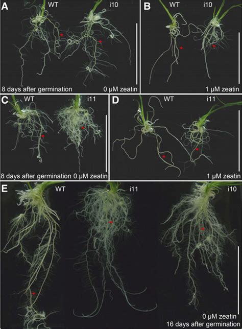 Comparison Of Root Phenotypes Between Wild Type Wt And Osahp Rnai