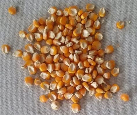 Yellow Hybrid Maize Seeds For Agriculture Packaging Type Loose At Rs