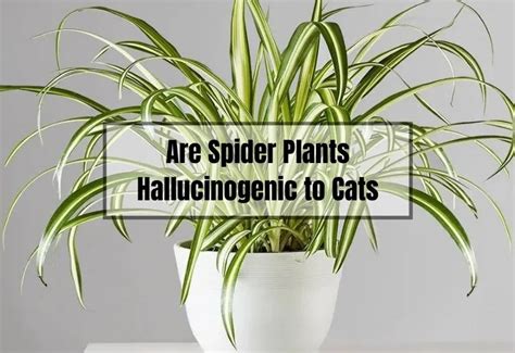 Are Spider Plants Hallucinogenic To Cats The Ultimate Guide Gardening Flow