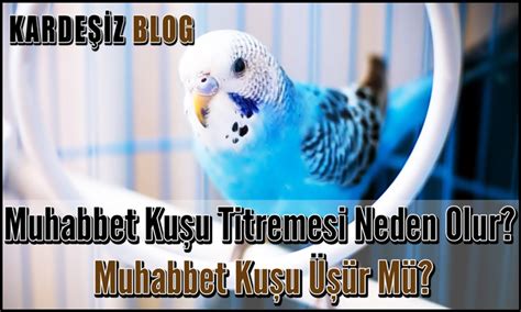 Muhabbet Kuşu Titremesi Neden Olur Muhabbet Kuşu Üşür Mü