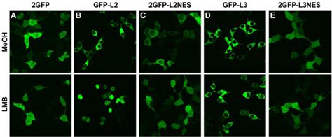 Effect Of Lmb On The Subcellular Localization Of Full Length And