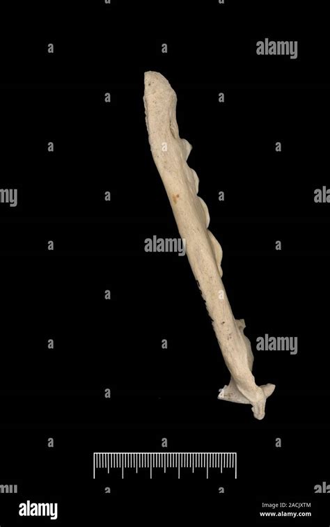 Falkland Islands fox jaw fragment. The Falklands fox (Dusicyon australis), also known as the ...