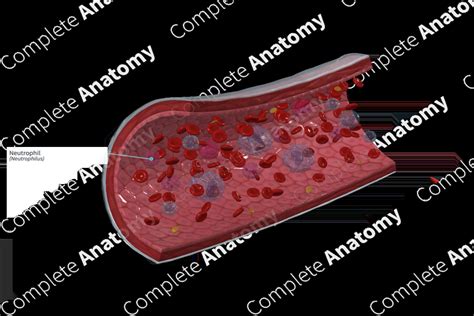 Neutrophil | Complete Anatomy