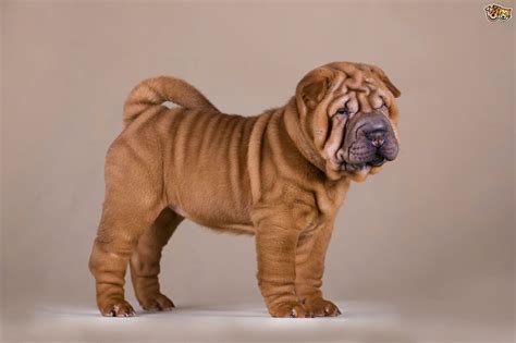 Shar Pei Dog Breed Facts Highlights And Buying Advice Pets4homes