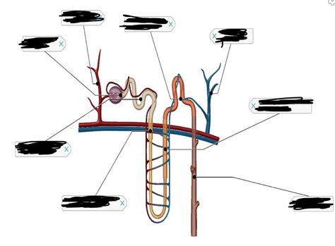 Nephron Diagram Quizlet