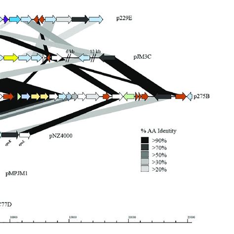 Linear Blast Map Of The Lactococcal Eps Gene Clusters Linear Blast